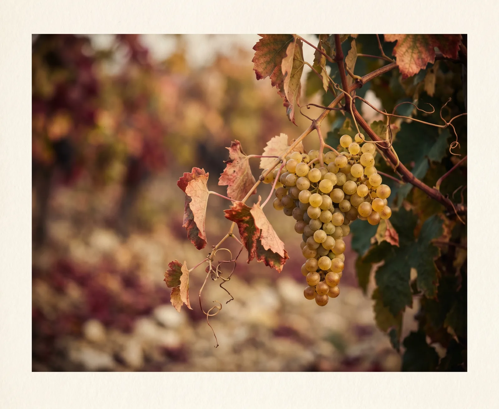 Chardonnay, golden cluster
