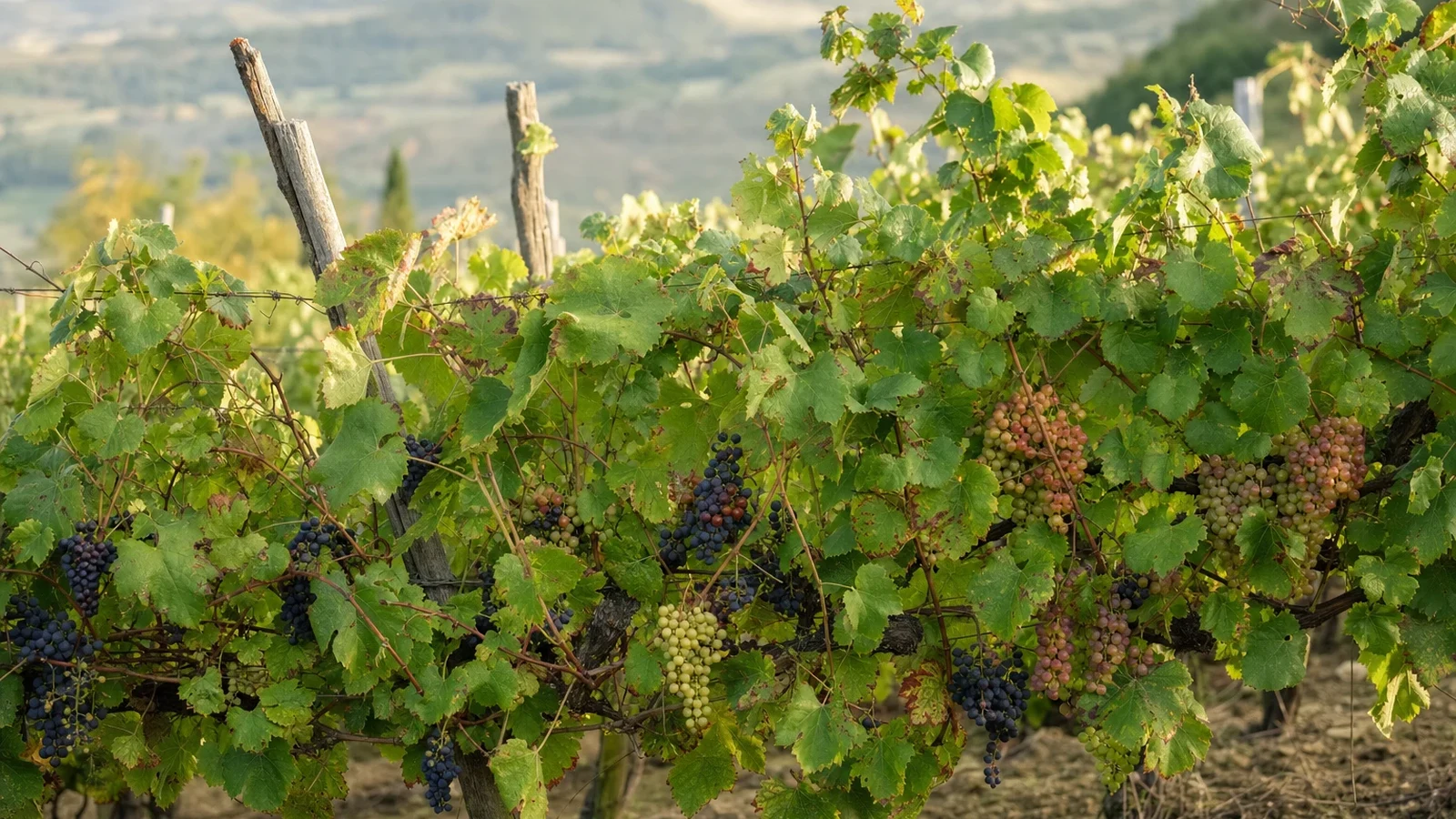 Different pale, pink, and dark wine-grape varieties growing together in an old mixed vineyard
