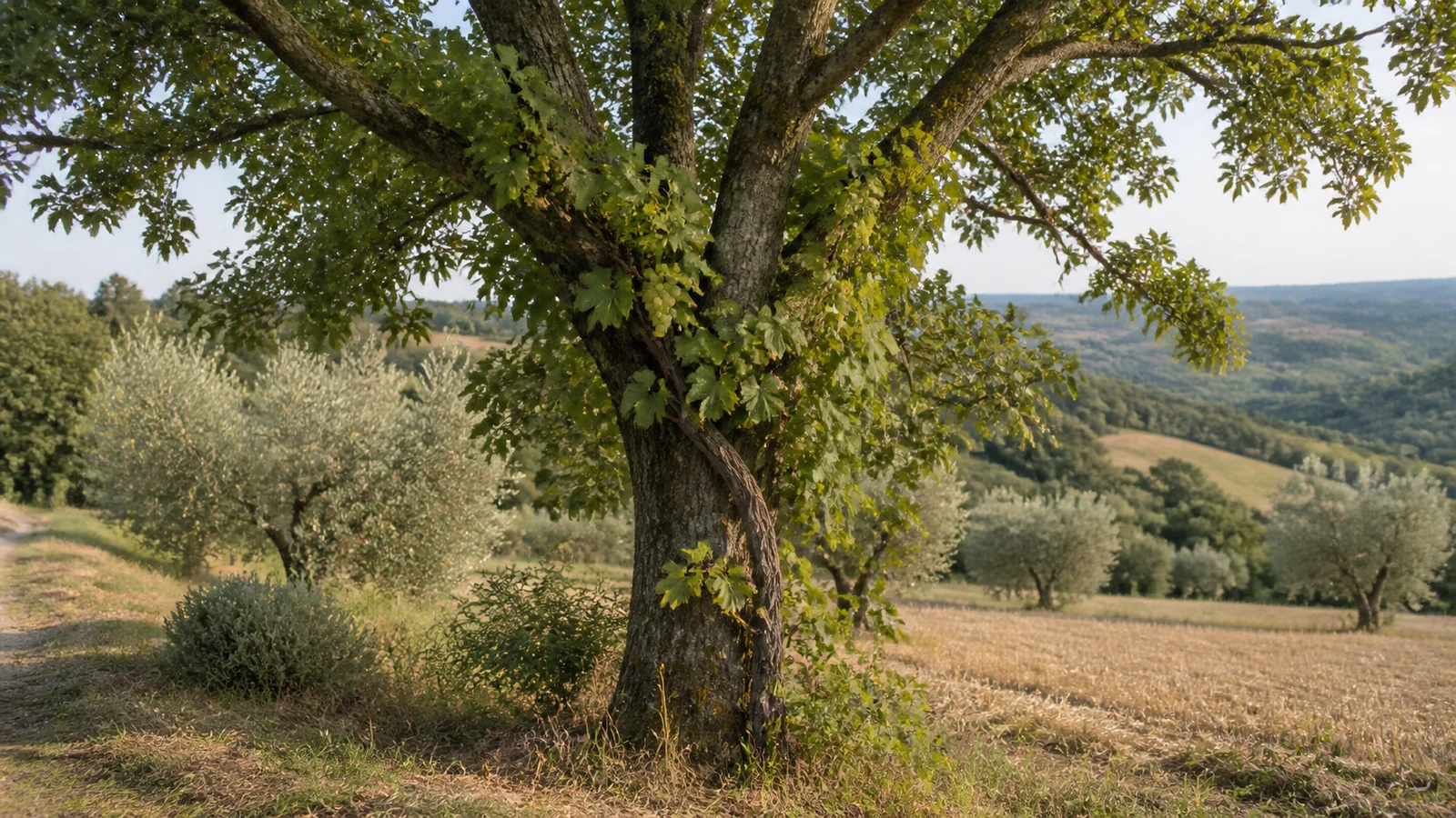 An old grapevine trained high into a field maple in the Umbrian countryside